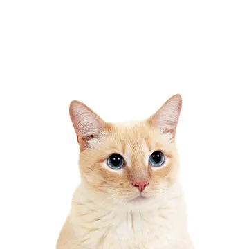 数据创作者推荐